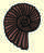 Figure: ammonite